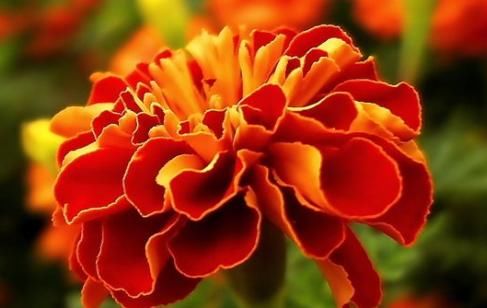  『牡丹』懒人就养这几款，沾点水就能盆，花型似牡丹，色泽艳丽，美爆了