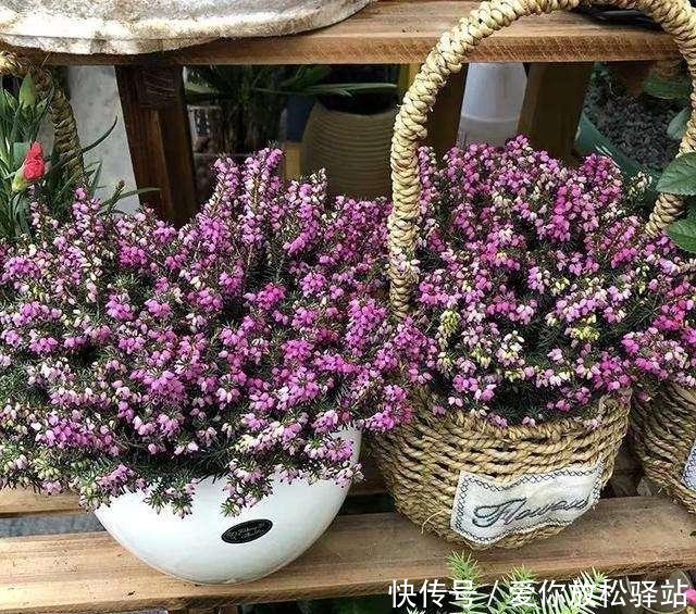  「家里」家里养花，选这4盆“健康花”，抑制病菌，睡眠好，全家都健康