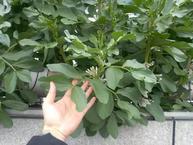  技巧：阳台“豆”菜乐园，将豆类盆栽蔬菜栽培技巧统统收集在此！
