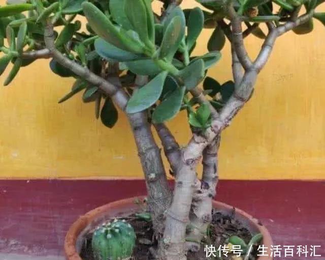 重点|养玉树有3个“重点”,叶厚实油亮,枝干茁壮,小苗变老桩