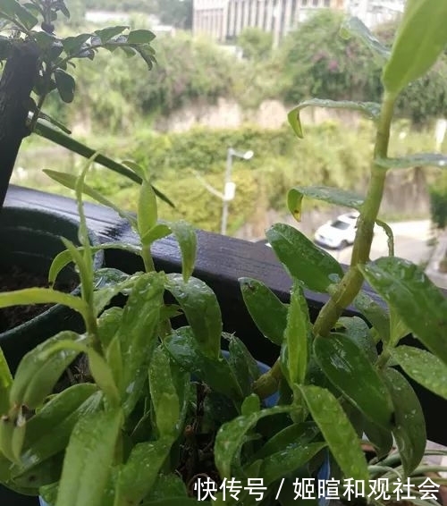  「水苔」铁皮石斛为什么不能用土种植？来看看花友是怎么种植的