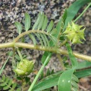  没错@七八十年代喂猪的野草，不是中药材就是野菜，吃过的是土豪