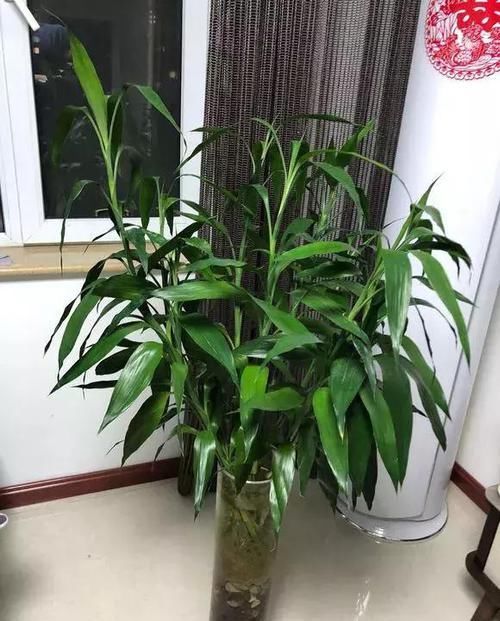  『富贵竹』这2种花真的很“可爱”，能吃能用净化空气，给家人多个健康保障
