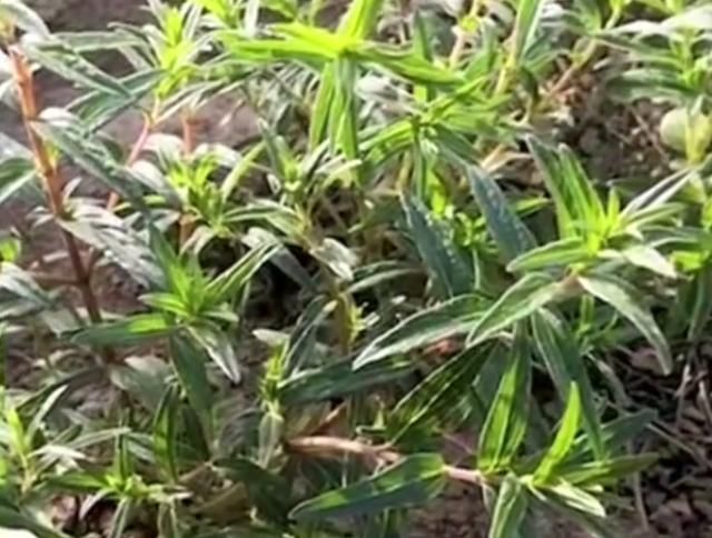  「野花」这野花生长在山上，以前被农民用来喂牛，如今却是珍贵