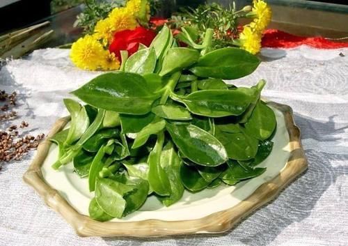  『繁殖力』这些花，繁殖力强大，扔进土里就发芽，爆盆式的开花