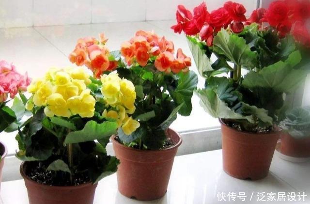 打造|冬天阳台要有8种花,开花艳丽,花香怡人,打造温馨小花园
