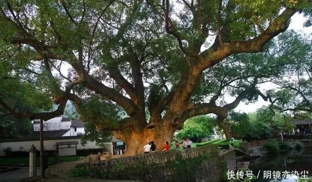  「银杏树」这十大长寿树王：棵棵大有来头，第一名比中国历史还