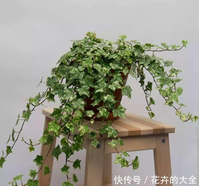  『轻松』客厅养3种“绿植”，四季常绿，吸收灰尘又灭菌，轻松长爆盆