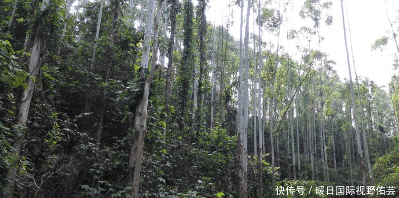  「十万大山」广西桉树产量全世界第一，桉树真的会污染环境吗