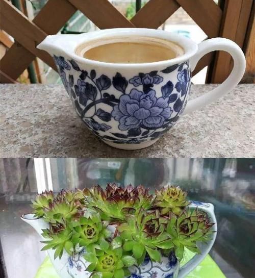  【图片作者】自从开始养花，看到垃圾堆都忍不住瞄两眼，捡到就是赚到！