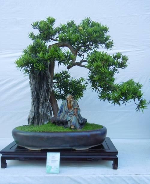 岭南盆景文化底蕴强！都被传到国外了，你还不认识吗？