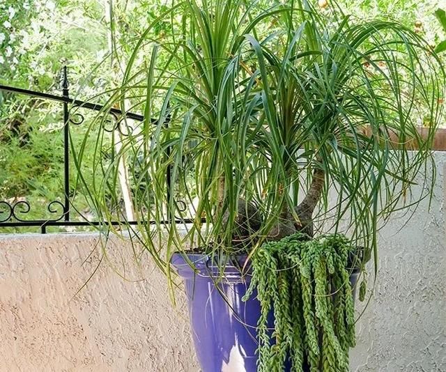  「盆栽」家里养酒瓶兰盆栽，叶子全部低垂，一两个月不浇水都没问题
