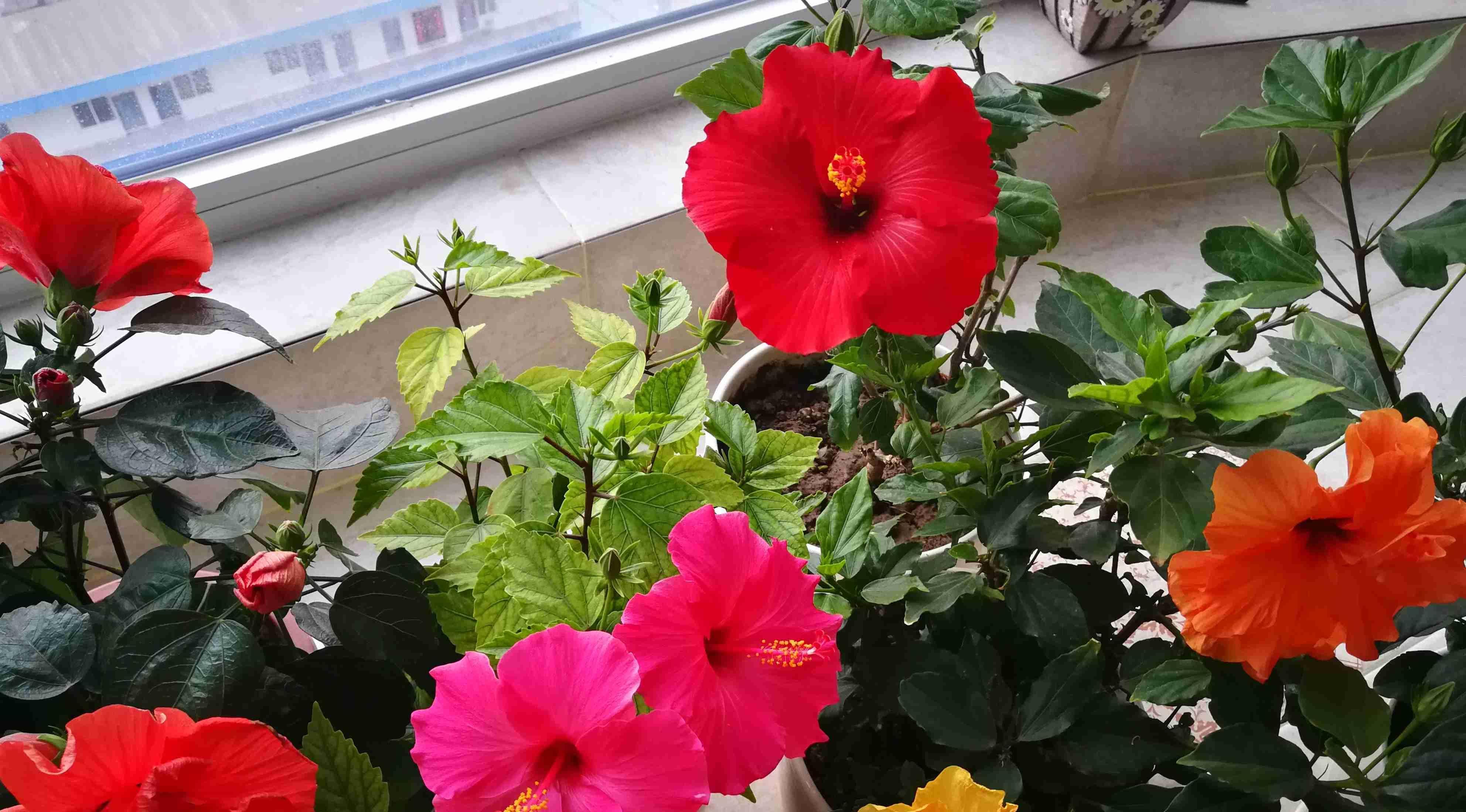  #低矮#全年开花不停，观赏价值高，植株低矮，种植容易，盆栽养花选这种