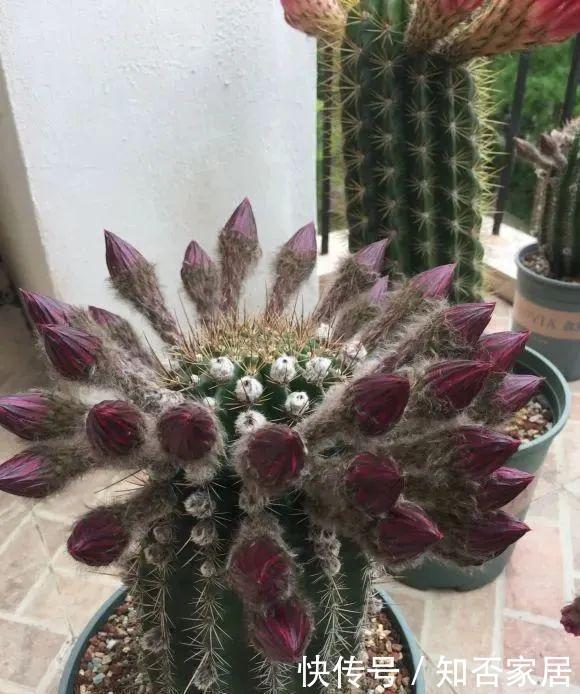 『排水良好』家里角落太单调，就养这几种植物试试吧