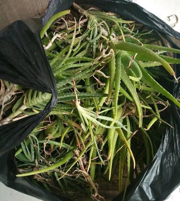  『芦荟』芦荟爆盆后学会这1招,1盆变10盆,在家里一定要养一盆