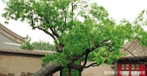 木材是上乘的好硬木，可在农村却不起眼，也得不到重视