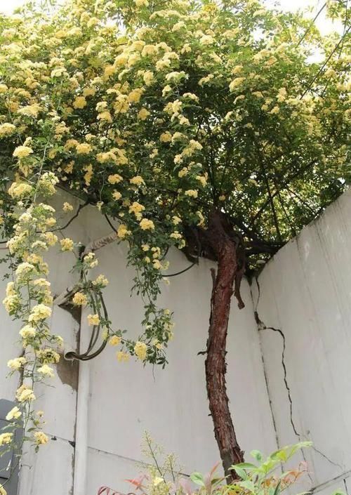  『三角梅』有院子的话，一定养这花，开花大又香！