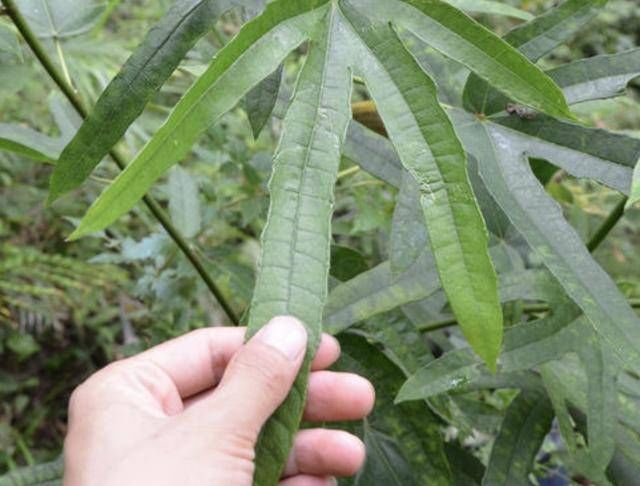  『植物』1种珍贵的“野草”，叶片像“手掌”，人称“五指毛桃”，奇特！
