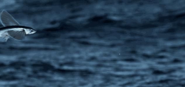 「鸟类」这种鱼飞行速度高达每秒10米,能够飞行400米,它会进化成鸟类吗