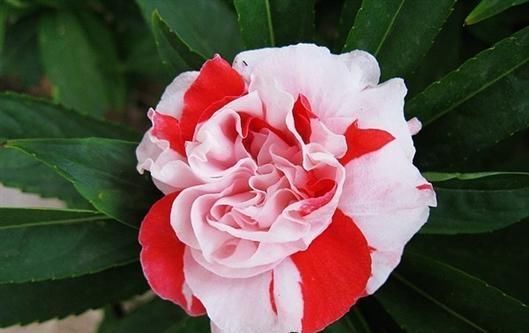  种子@凤仙花怎么养？“6个”方法从小苗到开花，种子熬成药治“狐臭”