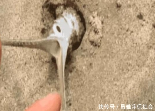 男子海边游玩,发现沙子里有个鸟嘴,拔出来后男子不淡定了