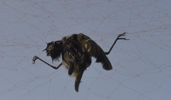  [野味]农村的这四种动物越来越少，为了赚钱都被抓绝了