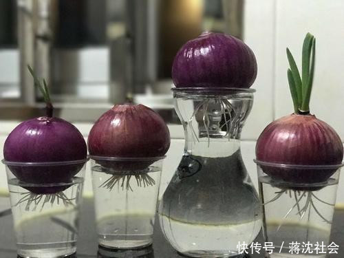  『不用』阳台上种菜，别缺这6样，随便种一盆，割菜好几茬，都不用买菜了