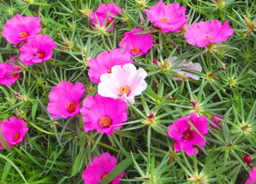  「蟹爪兰」天热就养这些花草，花朵硕大又好养，阳台种植成花海