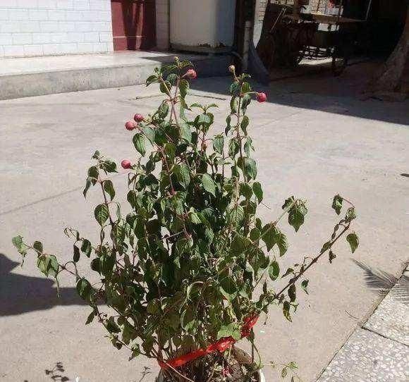  『回家以后』养不好4种花，不是你的错！即使养花高手也很难养活，建议别买