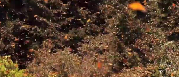 男子森林发现色彩斑斓的树木,用手触摸后却是被一系列变化给吓蒙