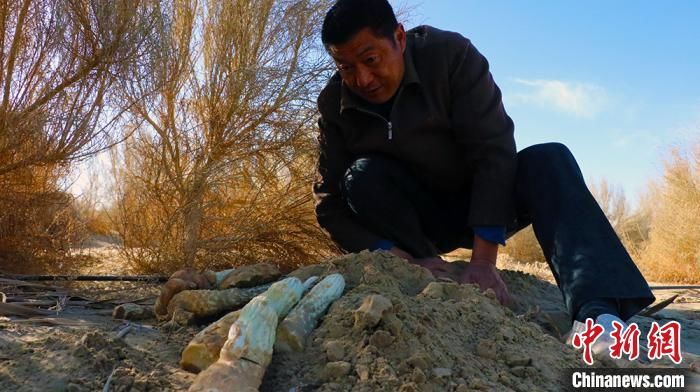  「肉苁蓉」新疆且末县逾两万亩“沙海人参”肉苁蓉采收