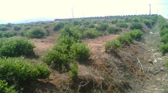  #嘴麻#玉米地里成片长，和红薯很像，小孩偷吃嘴麻了，老农民都