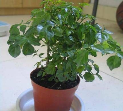  『富贵花』3种“富贵花”，爱花的人都养，20天不浇水，一样爆盆，漂亮！