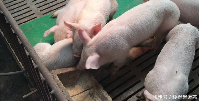 多年养殖终结的教训记住这两个字, 养猪就不会吃大亏!