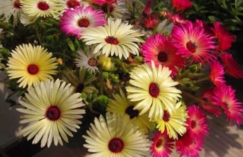  「花朵」这四款花卉好养，开花鲜艳，一开就是300多天，养在家里生机勃勃