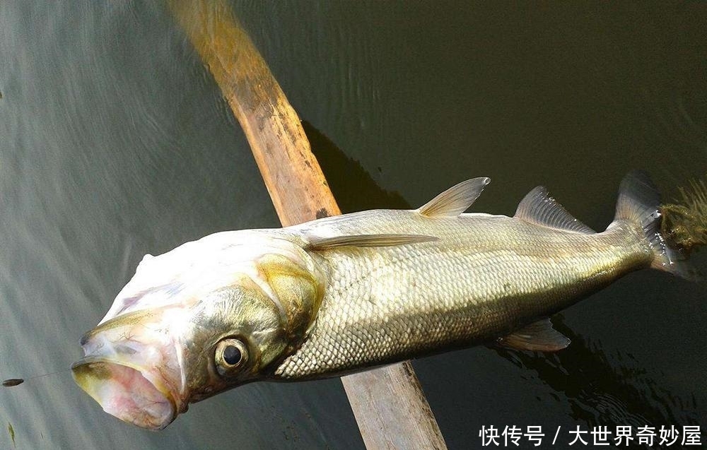  「一大」它曾是河里一大祸害，脾气暴躁出水就死，如今成珍贵品