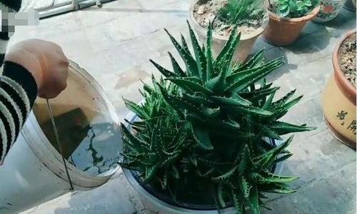  『盆栽』盆栽芦荟薄成纸？浇水加小料，侧芽冒一圈，挤满一花盆