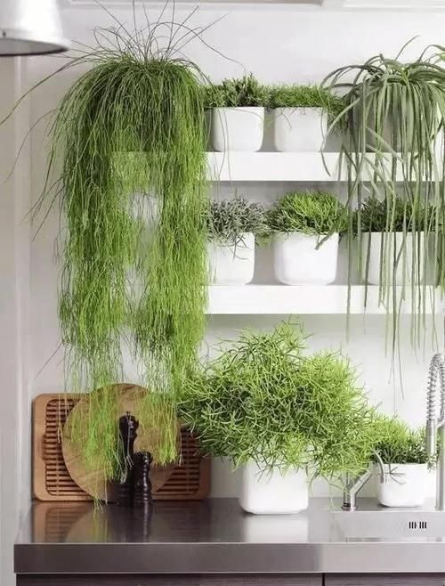 爱之蔓:这7种垂吊植物美翻了,你还在养绿萝、吊兰吗?