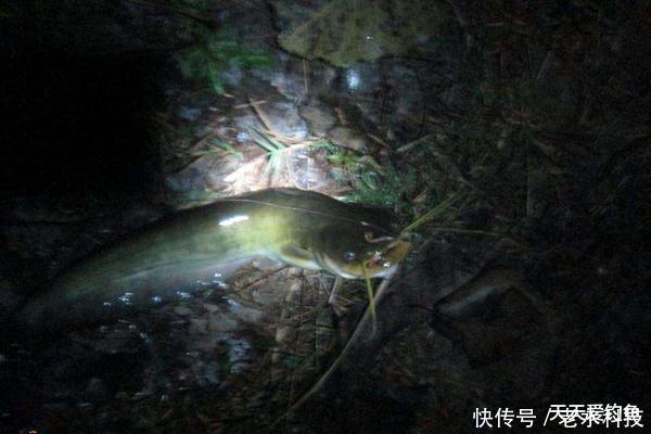  『鲶鱼』民间野钓狠招数：夏季插杆夜钓鲶鱼技巧，这是最简单的鲶鱼钓法！