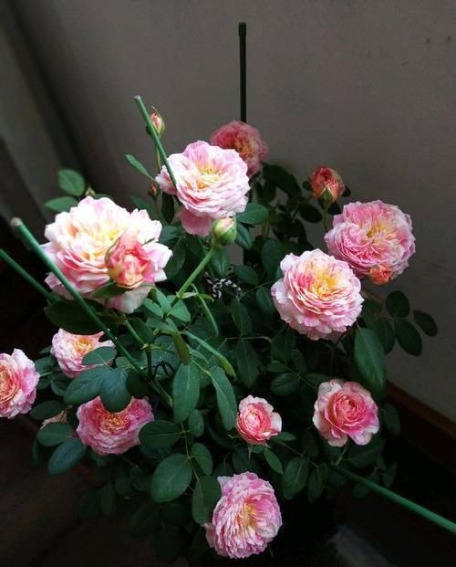  「家里」此四款花，养在家里花香怡人，花开繁盛，花苞如绣球，美爆了