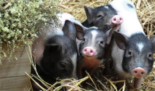 为什么美国能成为全球养猪大国？看看这些操作你就知道了