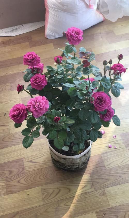  妖娆：喜欢养菊花，不如养这四款花，花姿妖娆，盛开时繁花似锦，内敛美