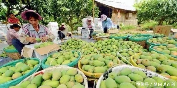 广西一个县是壮族的发祥地 也是中国第一个芒果之乡