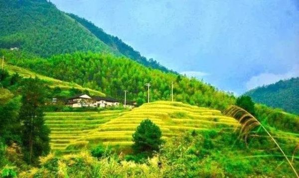 秋收崇义｜金秋奇观 上堡梯田