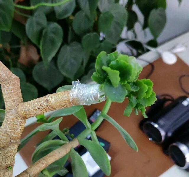 嫁接@长寿花养成盆景,玉树枝条切几刀,嫁接长寿花,养成长寿花树