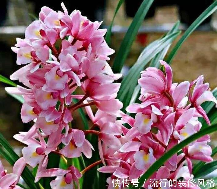 『迷人眼』有钱人都养4种花,妖艳妖娆,层层交叠,烂漫迷人眼