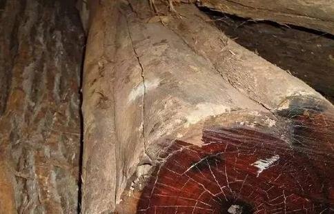 世界上最委屈的树，价值比紫檀木还高，在农村却被拿来当柴烧