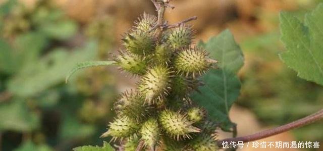 农村这种野草，果实长满刺，农村娃拿它当玩具，却不知它价值珍贵