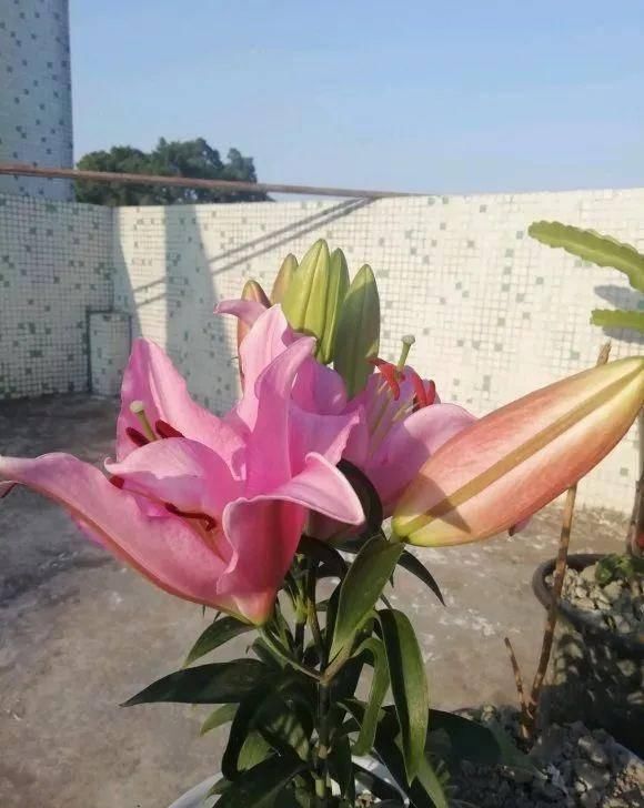  室外的时@初春，不要着急把你的花花搬出室外