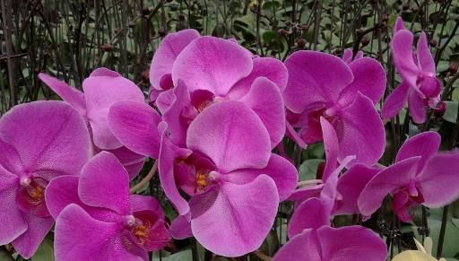  [小花]客厅养这5款小花，花朵雍容华贵，花型奇特美观，满屋香飘四溢